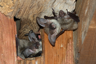 Vortrag: Mitbewohner im Glockenstuhl – Wenn der Kirchturm zum Fledermausquartier wird
