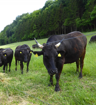 Wagyu Rinder im Taubertal | © Unbekannt