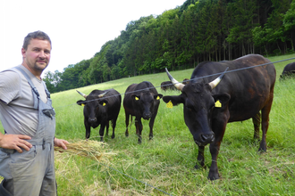 Wagyu Rinder im Taubertal | © Unbekannt