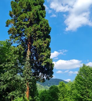 Wald ferner Länder - der Exotenwald