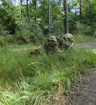 Grasfläche im Wald | © NZT