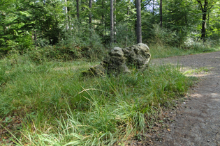 Grasfläche im Wald | © NZT