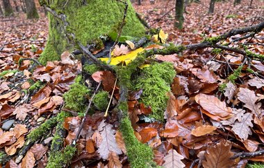 Waldbaden | Entspannung in der Natur | © Tanja Koch| Praxis für Physiotherapie und Naturheilkunde