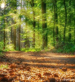 Sonnenstrahlen fluten den grünen Wald. | © pixabay
