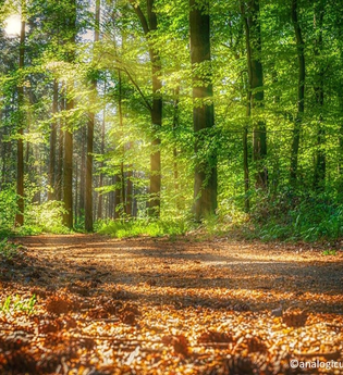 Sonnenstrahlen fluten den grünen Wald. | © pixabay