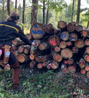 Försterin nimmt Holz auf. | © Forstamt Schwäbisch Hall