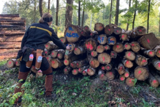 Försterin nimmt Holz auf. | © Forstamt Schwäbisch Hall
