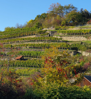 Wälder, Wiesen, Wasser, Werkstein und Wein | © Stadt Maulbronn