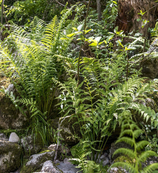 Waldgarten-Erlebnistag - Solidarische Landwirtschaft Schloss Tempelhof | © TMBW