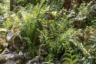 Waldgarten-Erlebnistag - Solidarische Landwirtschaft Schloss Tempelhof | © TMBW