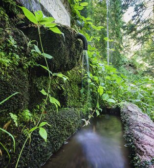 Waldyoga | © TMBW