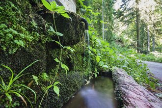 Waldyoga | © TMBW
