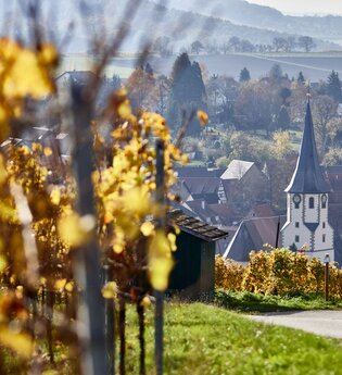 Wandern mit Wein im Schwarzrieslingdorf Kürnbach | © Kraichgau-Stromberg Tourismus e.V.
