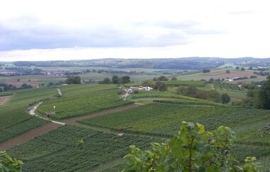 Wandern mit Wein im Schwarzrieslingdorf Kürnbach