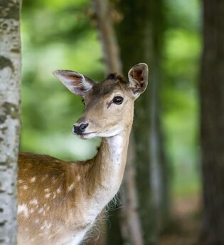 Wild-und Freizeitpark Allensbach | © byDA_MoritzKertzscher