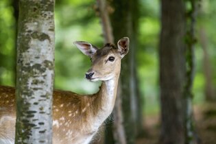 Wild-und Freizeitpark Allensbach | © byDA_MoritzKertzscher