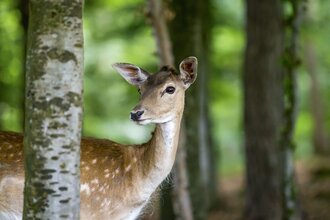 Wild-und Freizeitpark Allensbach | © byDA_MoritzKertzscher