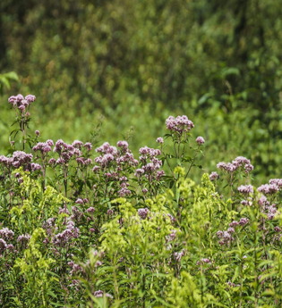 Wanderung: Ach du grüne Neune | © TMBW