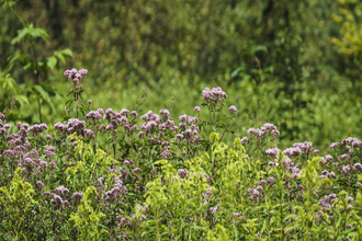 Wanderung: Ach du grüne Neune | © TMBW