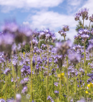 Wanderung: Das erste Grün des Jahres | © TMBW