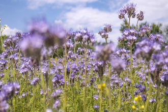 Wanderung: Das erste Grün des Jahres | © TMBW
