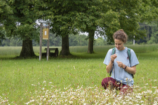 Wanderung: Heilendes und Köstliches am Wegesrand | © TMBW