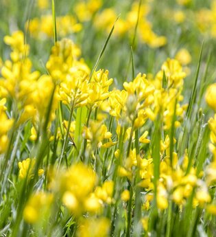 Wanderung: Heilpflanzen am Schnitterinnenfest | © TMBW