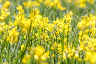 Wanderung: Heilpflanzen am Schnitterinnenfest | © TMBW