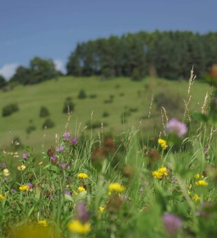 Wanderung: Heilpflanzen rund um Johanni | © TMBW