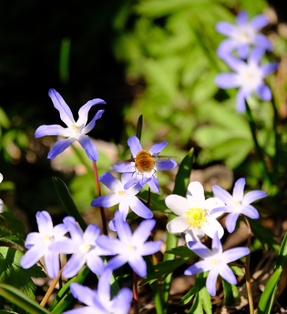 Szilla Blüte | © NZT