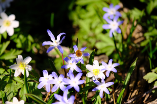 Szilla Blüte | © NZT