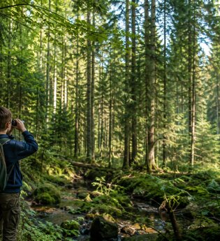 Warum der Wald so gut tut – Ab in den Wald! | © KI-generiert