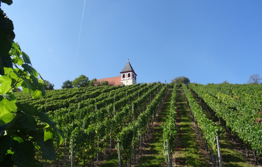 Blick auf den Micaelsberg Cleebronn | Schönste Weinsicht Württemberg | © Neckar-Zaber-Tourismus e.V.