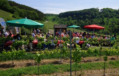 Wein über Berg und Tal | WeinWanderEvent | Weinsberger Tal | HeilbronnerLand