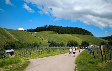 Wein über Berg & Tal - Weinwanderevent Löwensteiner Berge | HeilbronnerLand | © Touristikgemeinschaft HeilbronnerLand
