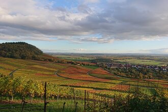 Wein und herbstliche Farbenpracht | © Weingut Weiberle