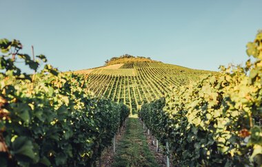 Mönchsberg | HeilbronnerLand | © Touristikgemeinschaft HeilbronnerLand