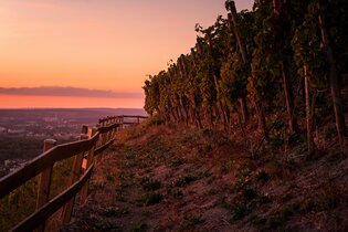 Sonnenuntergang am Scheuerberg in Neckarsulm | © Touristikgemeinschaft HeilbronnerLand e.V.