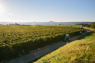 Ilsfelder Rappen mit Blick Richtung Abstatt und Helfenberg | Ilsfeld | Heilbronner Land | © Golter -Weingut im Klee GbR