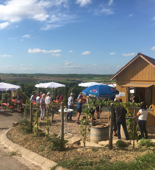 Weinausschank am Lobenberg | Schwaigern | HeilbronnerLand | © Wein am Berg e.V.
