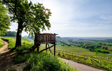 Blick über den Zweifelberg mit Aussichtskanzel und Weinbergen | © Neckar-Zaber-Tourismus e.V.
