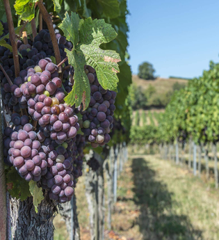 Weinbergführung: „Als die Gummistiefel noch aus Holz waren...“ | © TMBW