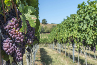 Weinbergführung: „Als die Gummistiefel noch aus Holz waren...“ | © TMBW
