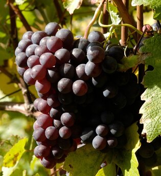 Weinerlebnistag auf dem Bio-Weingut Forsthof