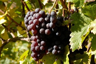 Weinerlebnistag auf dem Bio-Weingut Forsthof