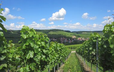Weinreben Weingut Blatt | HeilbronnerLand | © Weingut Matthias Blatt