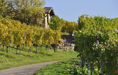 Ein asphaltierter Weg führt zwischen Weinreben hindurch. | © Thomas Weller