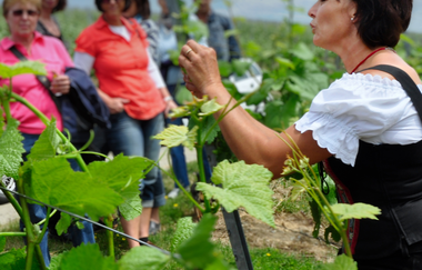 Eine Weingästeführerin führt eine Gruppe bei einer Weinbergsführung. Sie erklärt etwas an einer Weinrebe. | © Thomas Weller