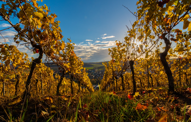 Weinreben im Herbst, die Blätter fallen teilweise von den Ästen. | © Thomas Weller