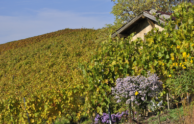 Ein Weinberg voller Weinreben. | © Thomas Weller